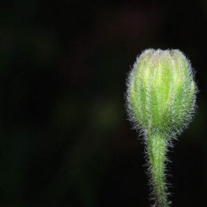 Photographie n°16024 du taxon Crepis foetida L. [1753]