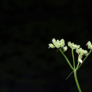 Photographie n°16027 du taxon Torilis arvensis (Huds.) Link [1821]