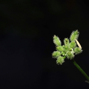 Photographie n°16028 du taxon Torilis arvensis (Huds.) Link [1821]