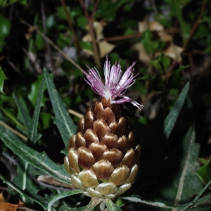 Photographie n°16032 du taxon Leuzea conifera (L.) DC. [1805]