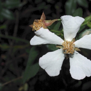 Photographie n°16037 du taxon Rosa sempervirens L. [1753]