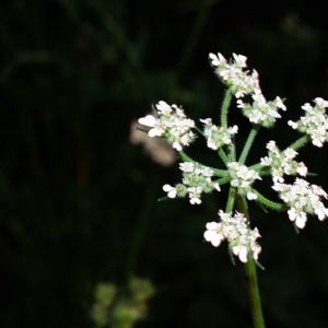 Photographie n°16038 du taxon Tordylium maximum L. [1753]