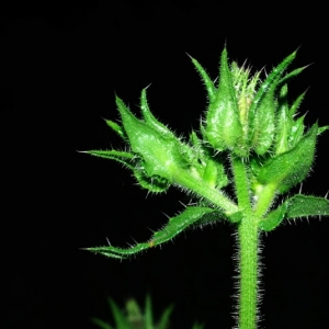 Photographie n°16048 du taxon Picris echioides L. [1753]