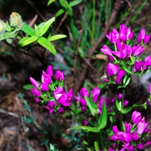 Photographie n°16050 du taxon Centaurium erythraea Rafn [1800]