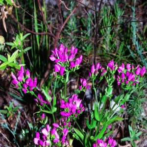 Photographie n°16051 du taxon Centaurium erythraea Rafn [1800]