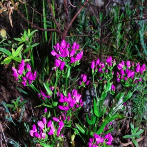 Photographie n°16052 du taxon Centaurium erythraea Rafn [1800]