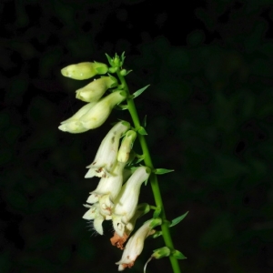 Photographie n°16053 du taxon Digitalis lutea subsp. lutea 
