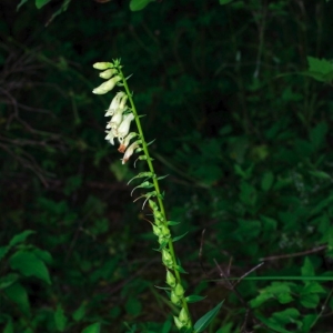 Photographie n°16054 du taxon Digitalis lutea subsp. lutea