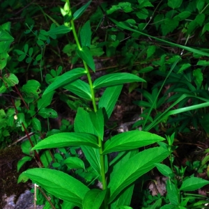 Photographie n°16055 du taxon Digitalis lutea subsp. lutea
