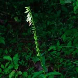 Photographie n°16056 du taxon Digitalis lutea subsp. lutea 