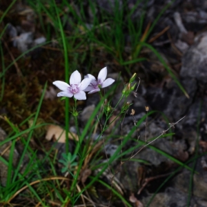 Photographie n°16061 du taxon Linum salsoloides sensu auct. gall.