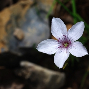 Photographie n°16062 du taxon Linum salsoloides sensu auct. gall.