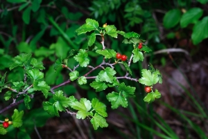 Daniel Mathieu, le 14 juin 2009 (Bez-et-Esparon)