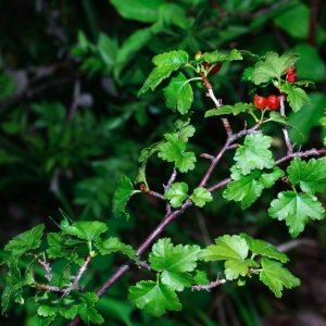 Photographie n°16070 du taxon Ribes rubrum L. [1753]