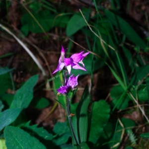 Photographie n°16072 du taxon Cephalanthera rubra (L.) Rich. [1817]