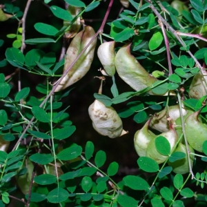 Photographie n°16073 du taxon Colutea arborescens L.