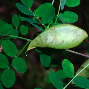 Photographie n°16074 du taxon Colutea arborescens L.