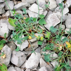 Photographie n°16081 du taxon Rumex scutatus L. [1753]