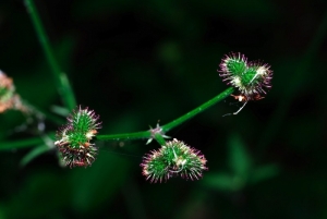 Daniel Mathieu, le 14 juin 2009 (Bez-et-Esparon)