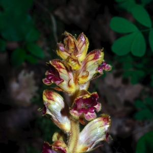 Photographie n°16095 du taxon Orobanche hederae Vaucher ex Duby [1828]