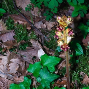 Photographie n°16096 du taxon Orobanche hederae Vaucher ex Duby [1828]