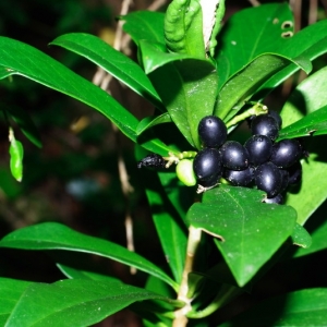 Photographie n°16102 du taxon Daphne laureola L. [1753]