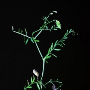 Photographie n°16113 du taxon Vicia hirsuta (L.) Gray [1821]