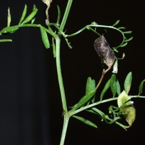 Photographie n°16114 du taxon Vicia hirsuta (L.) Gray [1821]