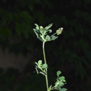 Photographie n°16119 du taxon Medicago lupulina L. [1753]