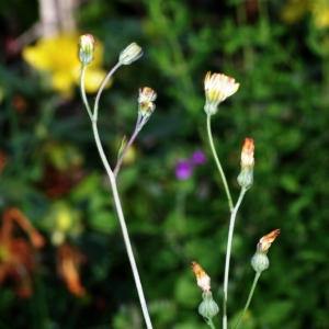 Photographie n°16121 du taxon Crepis capillaris (L.) Wallr. [1840]