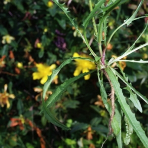 Photographie n°16122 du taxon Crepis capillaris (L.) Wallr. [1840]