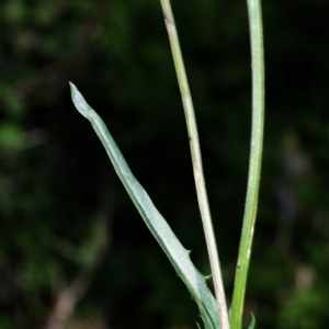 Photographie n°16124 du taxon Crepis capillaris (L.) Wallr. [1840]