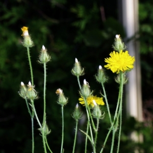 Photographie n°16125 du taxon Crepis setosa Haller f. [1797]