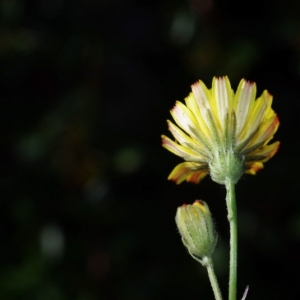 Photographie n°16132 du taxon Crepis capillaris (L.) Wallr. [1840]