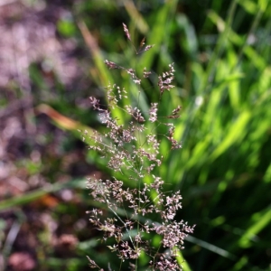 Photographie n°16134 du taxon Agrostis capillaris L. [1753]