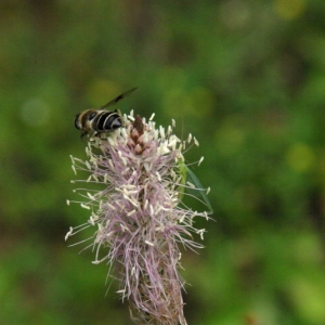 Photographie n°16135 du taxon Plantago media L. [1753]