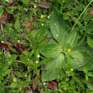 Photographie n°16137 du taxon Plantago media L. [1753]