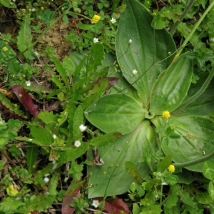 Photographie n°16138 du taxon Plantago media L. [1753]