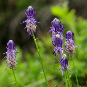 Photographie n°16140 du taxon Phyteuma betonicifolium Vill. [1785]