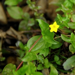 Photographie n°16142 du taxon Lysimachia nemorum L. [1753]