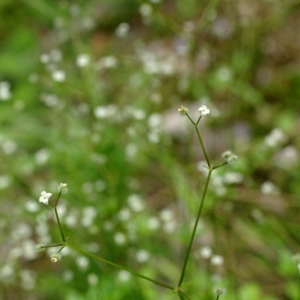 Photographie n°16144 du taxon Galium rotundifolium L. [1753]