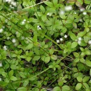 Photographie n°16145 du taxon Galium rotundifolium L. [1753]