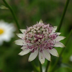 Photographie n°16152 du taxon Astrantia major L. [1753]