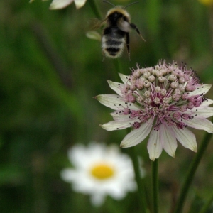 Photographie n°16155 du taxon Astrantia major L. [1753]