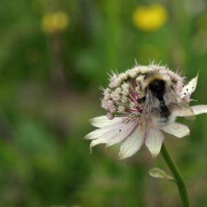 Photographie n°16156 du taxon Astrantia major L. [1753]