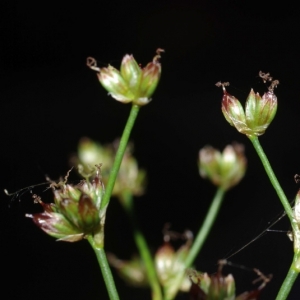 Photographie n°16163 du taxon Juncus articulatus L. [1753]