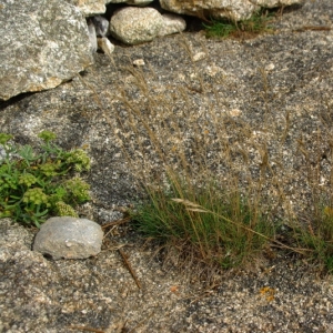 Photographie n°16173 du taxon Festuca huonii Auquier [1973]