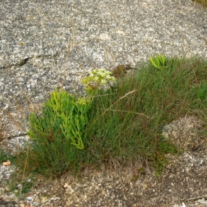 Photographie n°16175 du taxon Festuca huonii Auquier [1973]