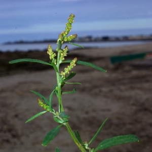 Photographie n°16181 du taxon Atriplex patula L. [1753]