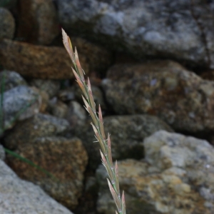 Photographie n°16182 du taxon Elytrigia juncea subsp. boreoatlantica (Simonet & Guin.) Hyl. [1953]